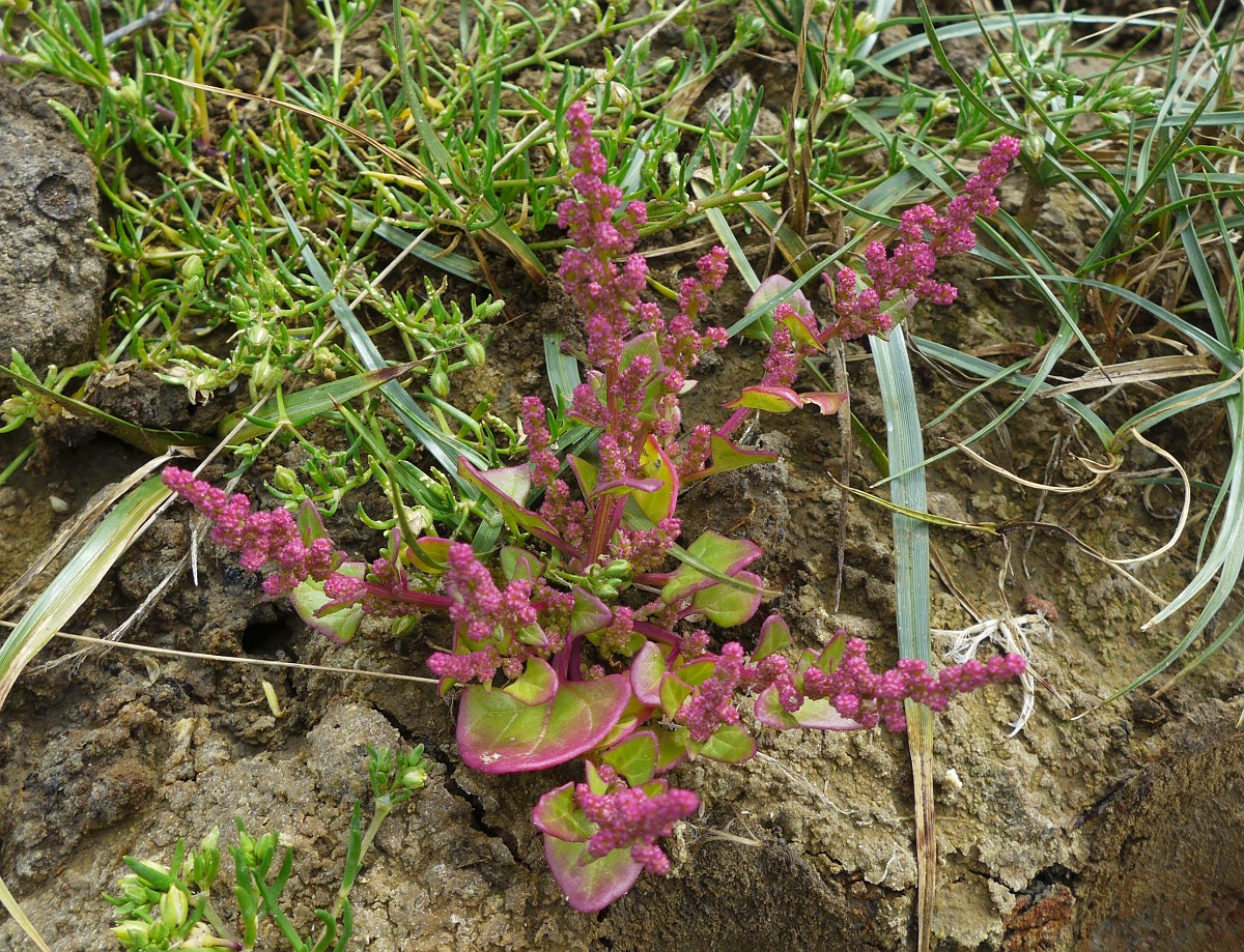 Chenopodium chenopodioides